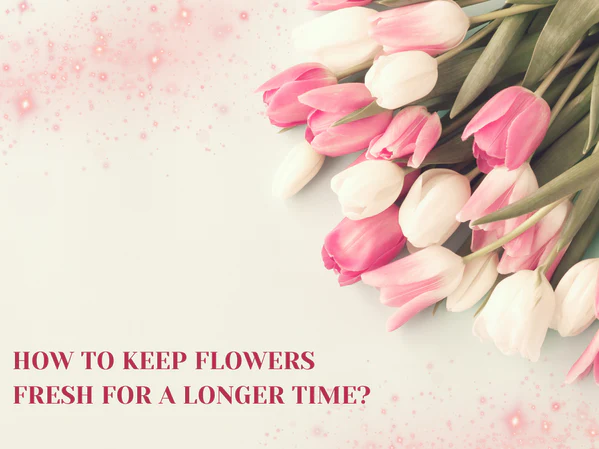 How to Keep Flowers Fresh Longer | Expert Flower Care Tips & Storage Guide